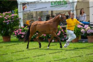 038 Olivier K WE x Top Nonstop (Reine Seide K WE)  A1P6415