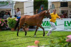 038 Olivier K WE x Top Nonstop (Reine Seide K WE)  A1P6416