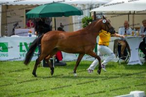 038 Olivier K WE x Top Nonstop (Reine Seide K WE)  A1P6418