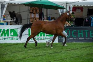 038 Olivier K WE x Top Nonstop (Reine Seide K WE)  A1P6424