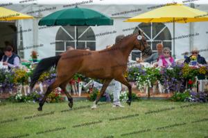 038 Olivier K WE x Top Nonstop (Reine Seide K WE)  A1P6425