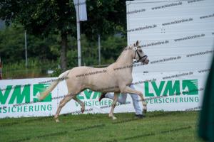 039 Der Classicer x FS Champion de Luxe (Donna Cara) DSC01568