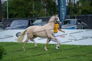 039 Der Classicer x FS Champion de Luxe (Donna Cara) DSC01572