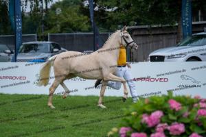 039 Der Classicer x FS Champion de Luxe (Donna Cara) DSC01573