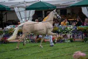 039 Der Classicer x FS Champion de Luxe (Donna Cara) DSC01578