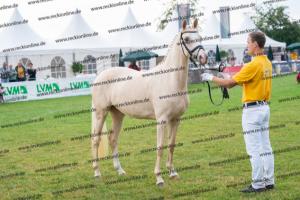 039 Der Classicer x FS Champion de Luxe (Donna Cara) DSC02395