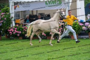 039 Der Classicer x FS Champion de Luxe (Donna Cara) DSC02411