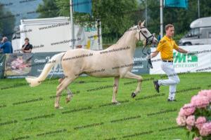 039 Der Classicer x FS Champion de Luxe (Donna Cara) DSC02415