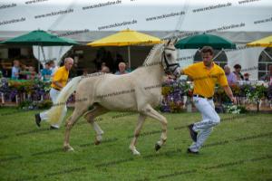 039 Der Classicer x FS Champion de Luxe (Donna Cara)  A1P6427
