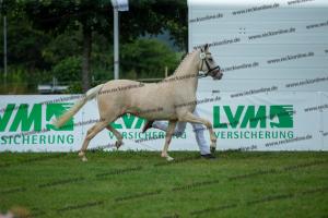 039 Der Classicer x FS Champion de Luxe (Donna Cara)  A1P6431