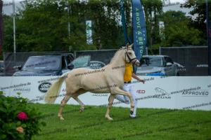 039 Der Classicer x FS Champion de Luxe (Donna Cara)  A1P6433