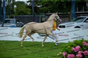 039 Der Classicer x FS Champion de Luxe (Donna Cara)  A1P6434