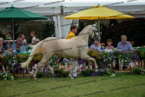 039 Der Classicer x FS Champion de Luxe (Donna Cara)  A1P6437