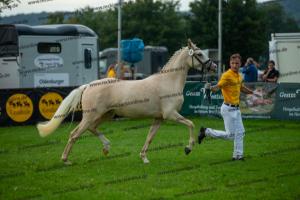 039 Der Classicer x FS Champion de Luxe (Donna Cara)  A1P6868