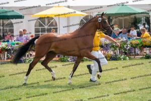 040 Cosmopolitan D x Losander (Giulietta) DSC01590