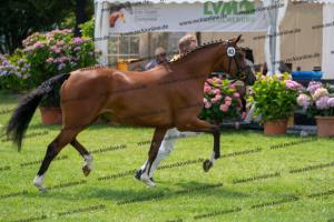 040 Cosmopolitan D x Losander (Giulietta) DSC01593