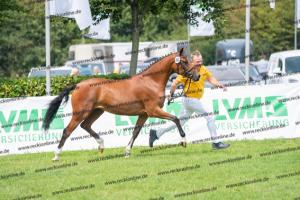 040 Cosmopolitan D x Losander (Giulietta) DSC01601