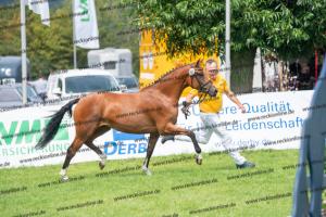 040 Cosmopolitan D x Losander (Giulietta) DSC01602