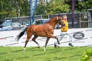 040 Cosmopolitan D x Losander (Giulietta) DSC01605