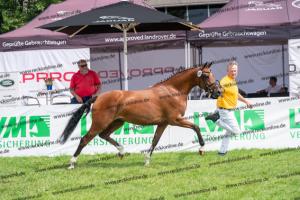 040 Cosmopolitan D x Losander (Giulietta) DSC01608