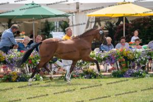 040 Cosmopolitan D x Losander (Giulietta) DSC01609