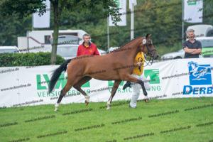 040 Cosmopolitan D x Losander (Giulietta) DSC02591