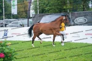 040 Cosmopolitan D x Losander (Giulietta) DSC02594