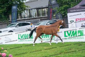 040 Cosmopolitan D x Losander (Giulietta) DSC02597