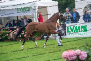 040 Cosmopolitan D x Losander (Giulietta) DSC02603