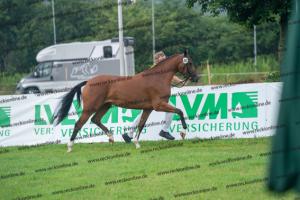 040 Cosmopolitan D x Losander (Giulietta) DSC02608