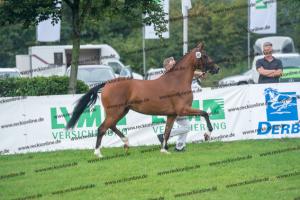 040 Cosmopolitan D x Losander (Giulietta) DSC02611