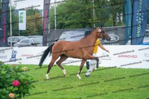 040 Cosmopolitan D x Losander (Giulietta) DSC02614