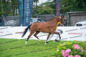 040 Cosmopolitan D x Losander (Giulietta) DSC02615