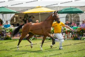 040 Cosmopolitan D x Losander (Giulietta)  A1P6440