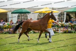 040 Cosmopolitan D x Losander (Giulietta)  A1P6441