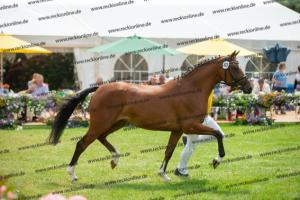 040 Cosmopolitan D x Losander (Giulietta)  A1P6442