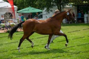 040 Cosmopolitan D x Losander (Giulietta)  A1P6443