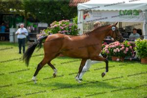 040 Cosmopolitan D x Losander (Giulietta)  A1P6444