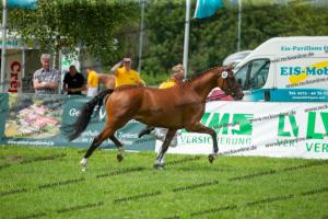 040 Cosmopolitan D x Losander (Giulietta)  A1P6445