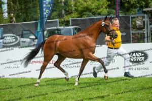 040 Cosmopolitan D x Losander (Giulietta)  A1P6448