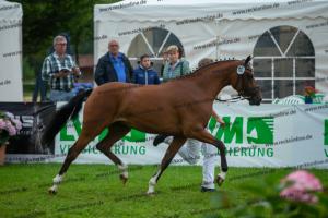 040 Cosmopolitan D x Losander (Giulietta)  A1P6960