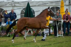 040 Cosmopolitan D x Losander (Giulietta)  A1P6970