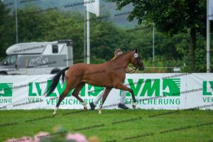 040 Cosmopolitan D x Losander (Giulietta)  A1P6974