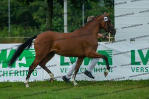 040 Cosmopolitan D x Losander (Giulietta)  A1P6975