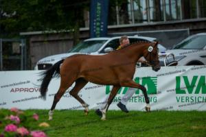 040 Cosmopolitan D x Losander (Giulietta)  A1P6977