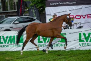 040 Cosmopolitan D x Losander (Giulietta)  A1P6978