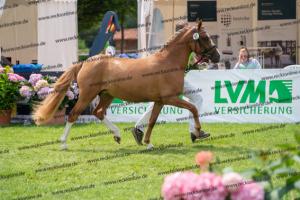 041 Vincenzo SH x FS Don't Worry (Violetta) DSC01612