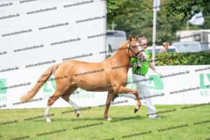 041 Vincenzo SH x FS Don't Worry (Violetta) DSC01618