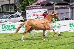 041 Vincenzo SH x FS Don't Worry (Violetta) DSC01624