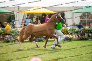 041 Vincenzo SH x FS Don't Worry (Violetta)  A1P6455